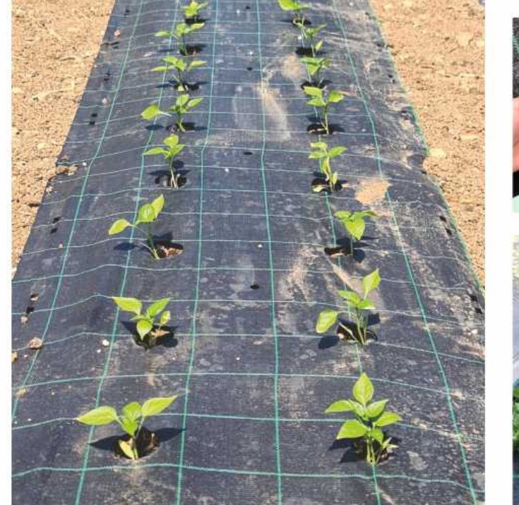 λαχανοκομια